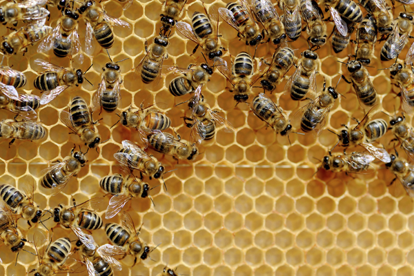 ミツバチの巣はビーズワックス（蜜蝋）で作られている